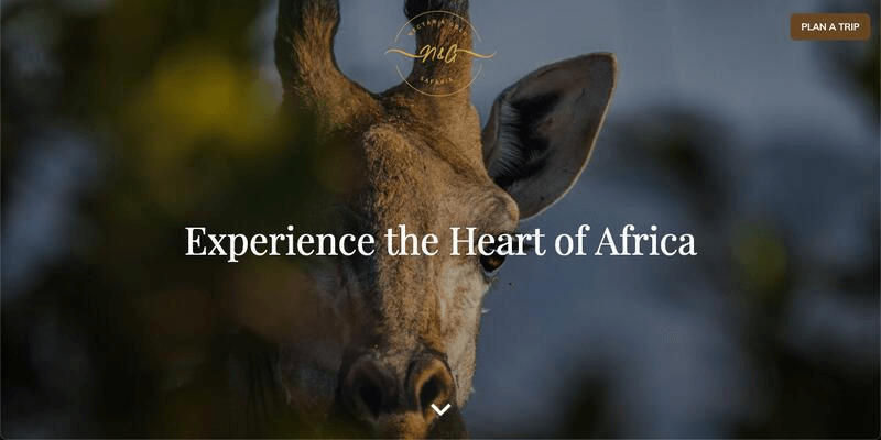 Nectar & Gold Safaris project image